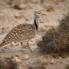 Drop hrivnaty - Chlamydotis undulata - Houbara Bustard o1656